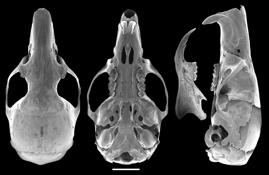 (c) The Field Museum. Photograph by L Heaney and A Niedzielski. (c) Field Museum of Natural History - CC BY-NC 4.0